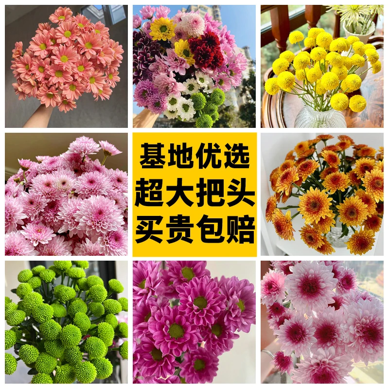 【小雏菊2扎破价福利】鲜切花束高颜值水培小众花材云南基地直供