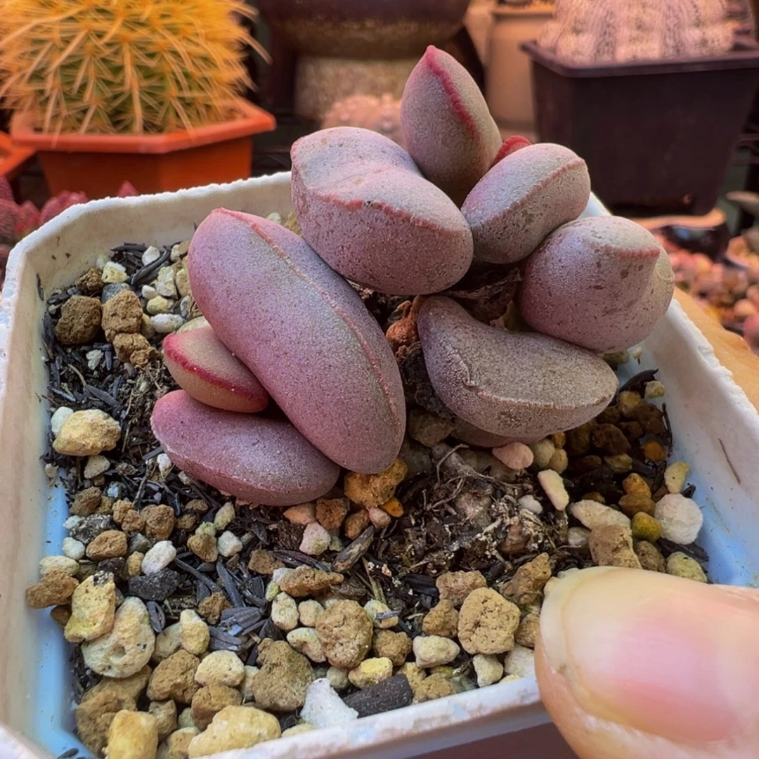 一组自拍，感谢支持