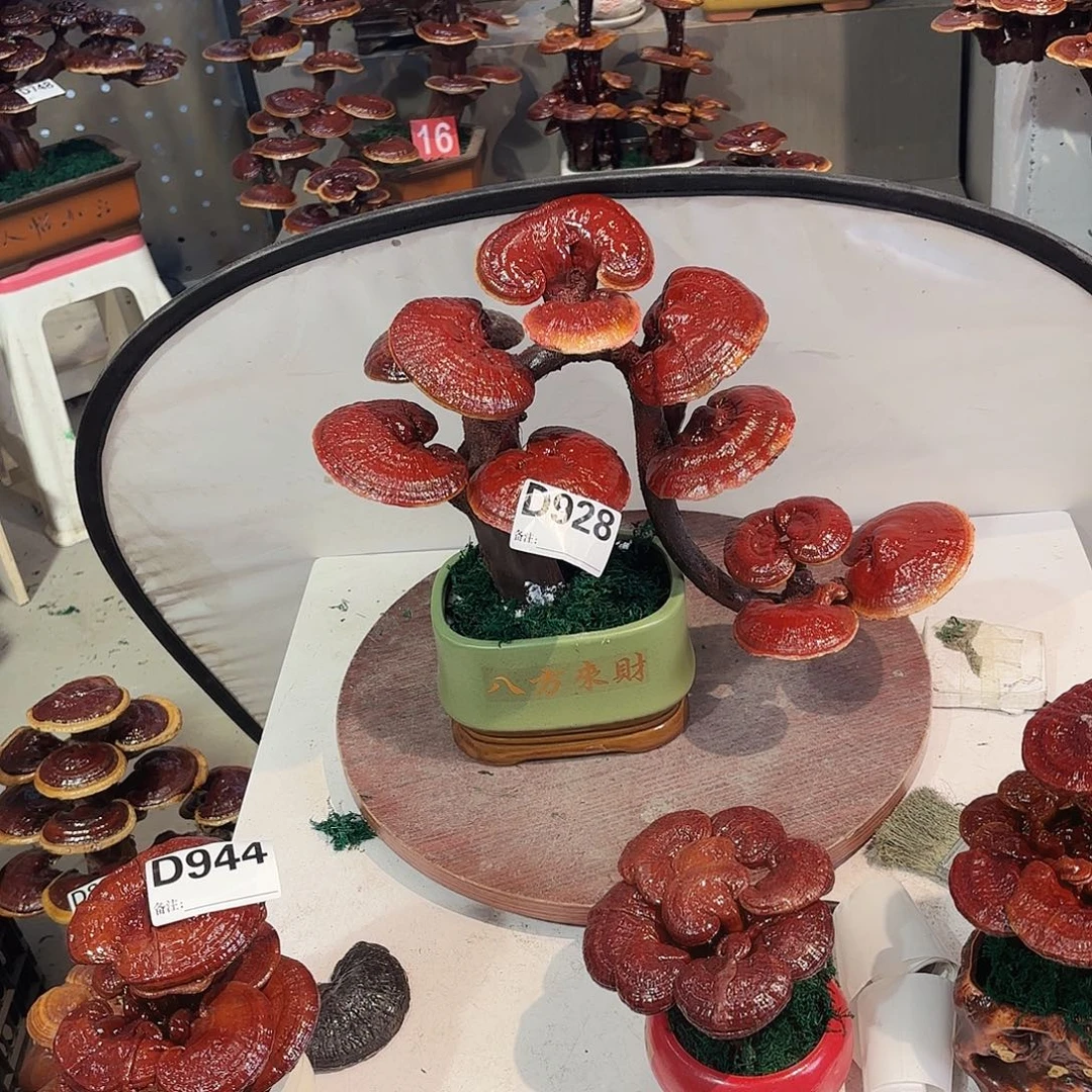 无花朵灵芝8888888888888888888