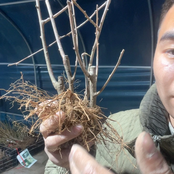 原生宴海棠花一颗