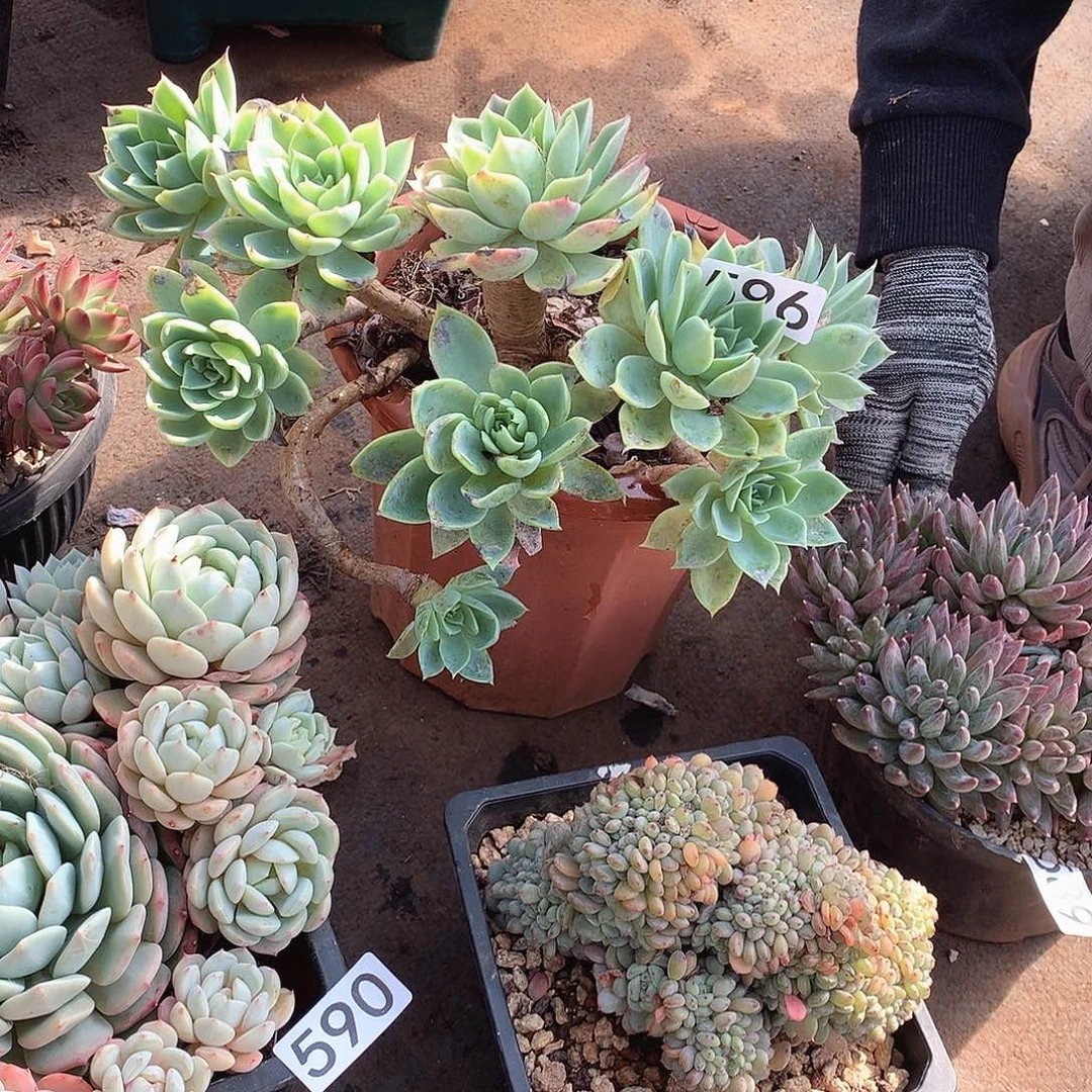 596三色堇 一物一拍多肉