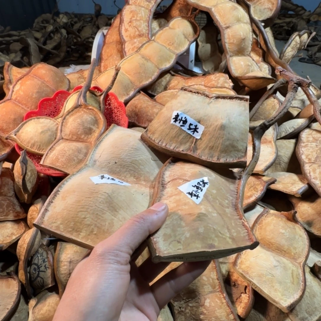 章***鱼榼藤豆荚手工制作摆件家居客厅装饰品