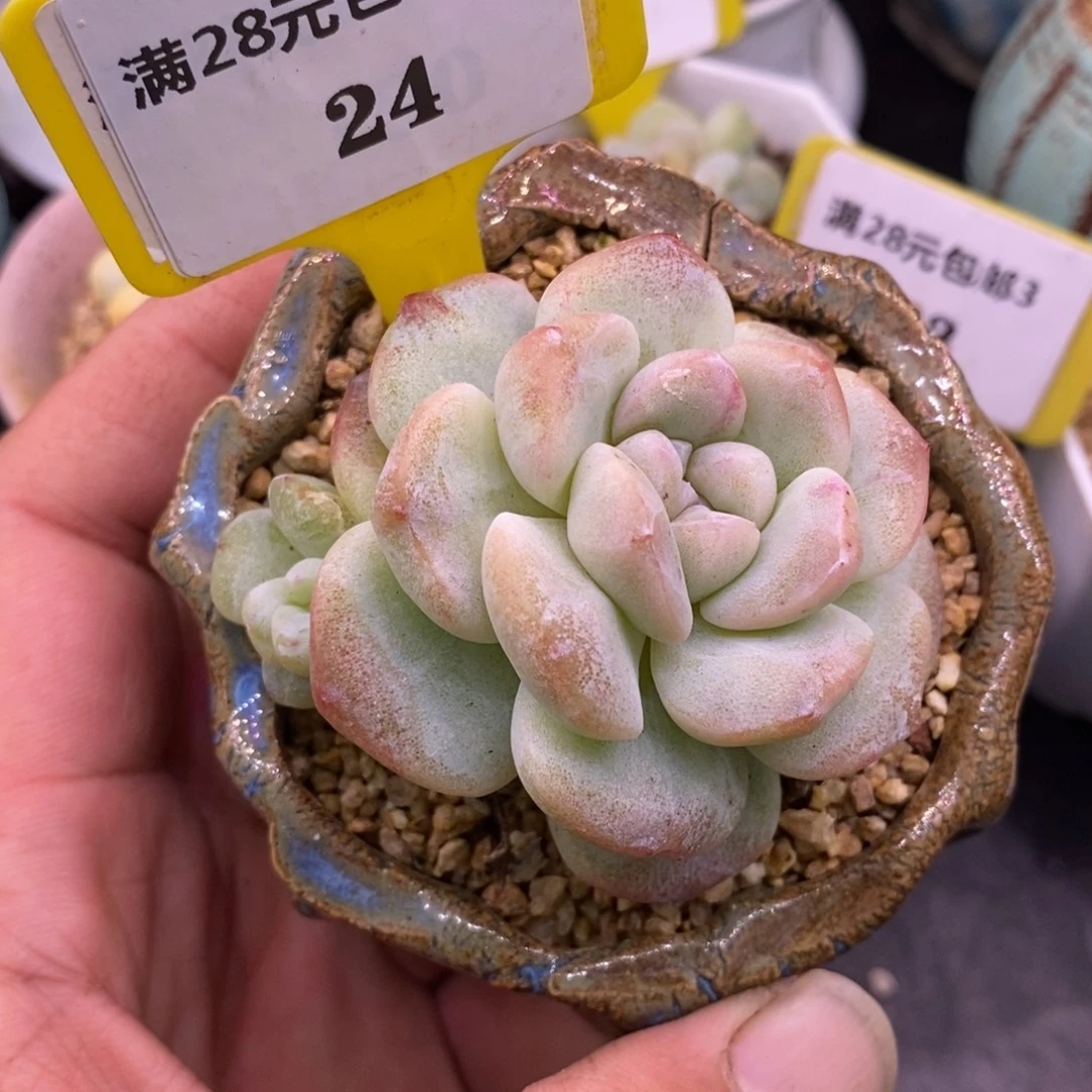 324，冰玉石化，老桩双头……