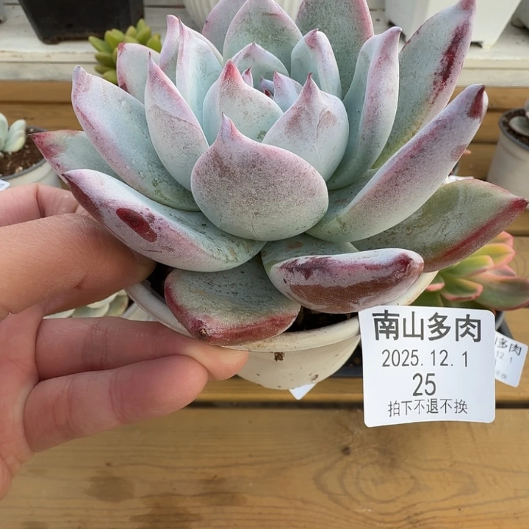 紫卡1111111111121-25