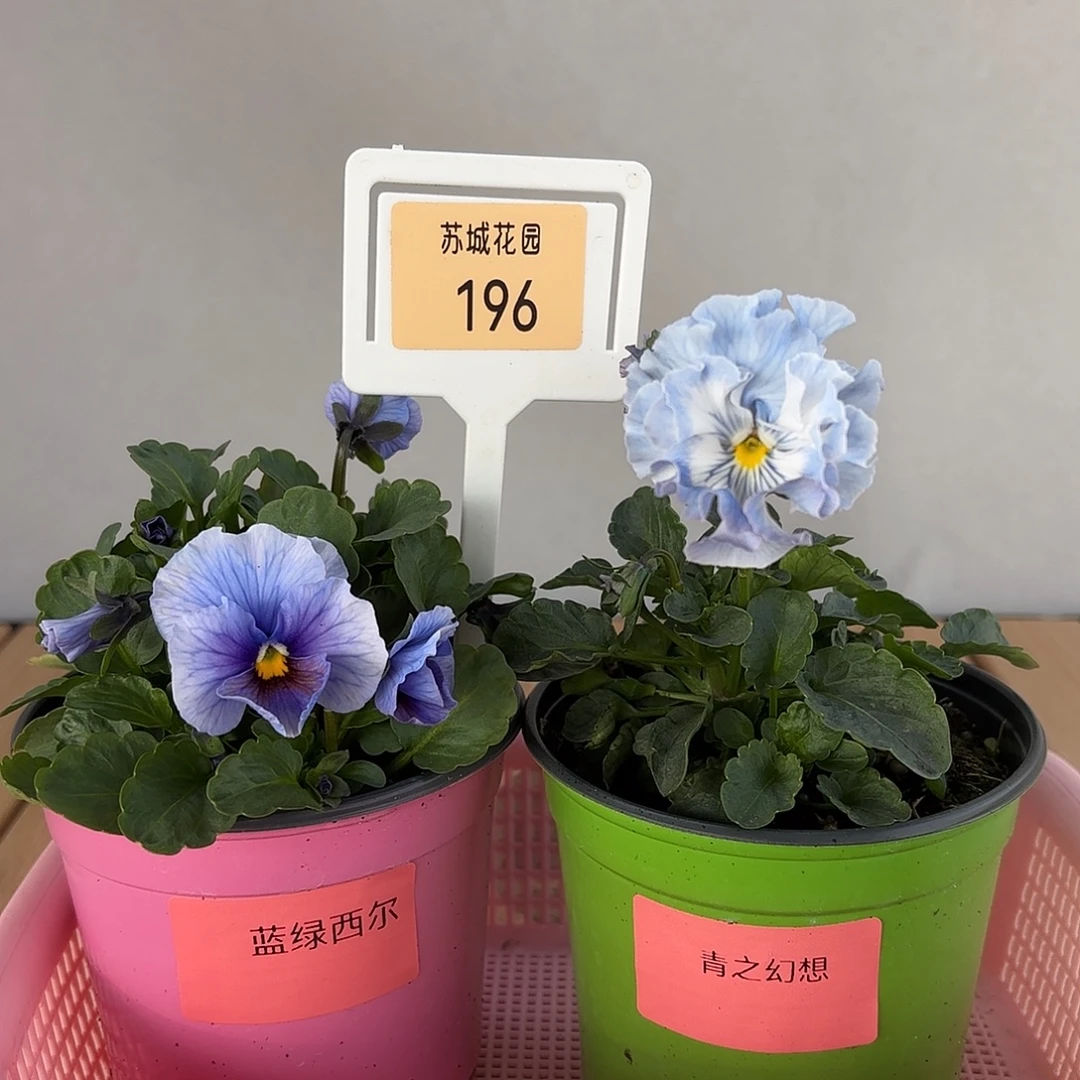 大部分开放少量花苞196