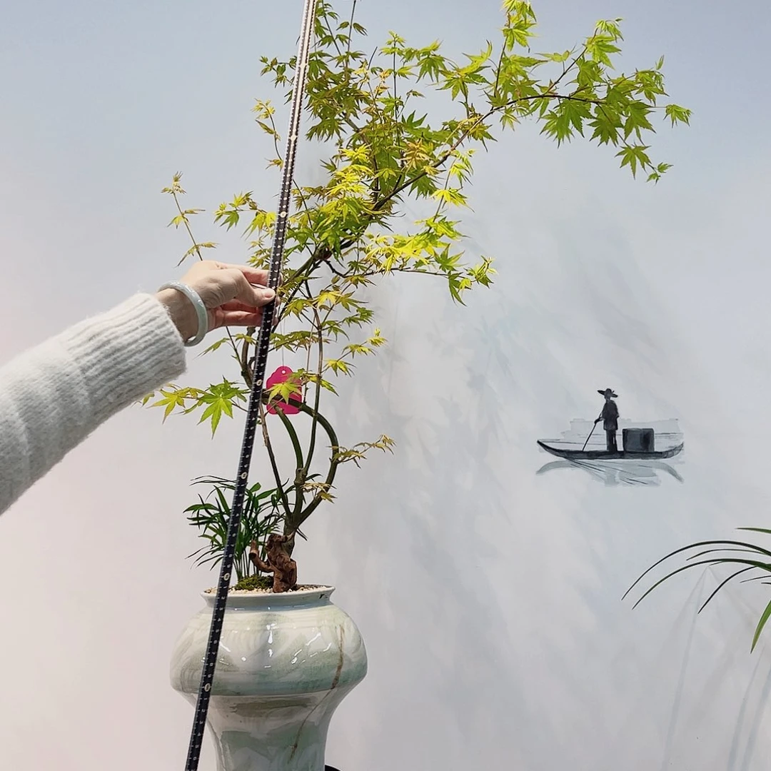 高端绿植一物一拍