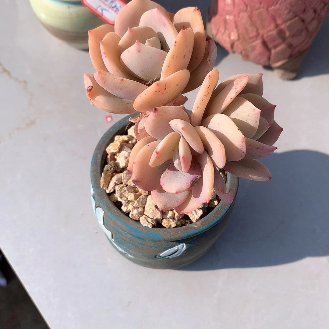 白凤多肉植物一颗