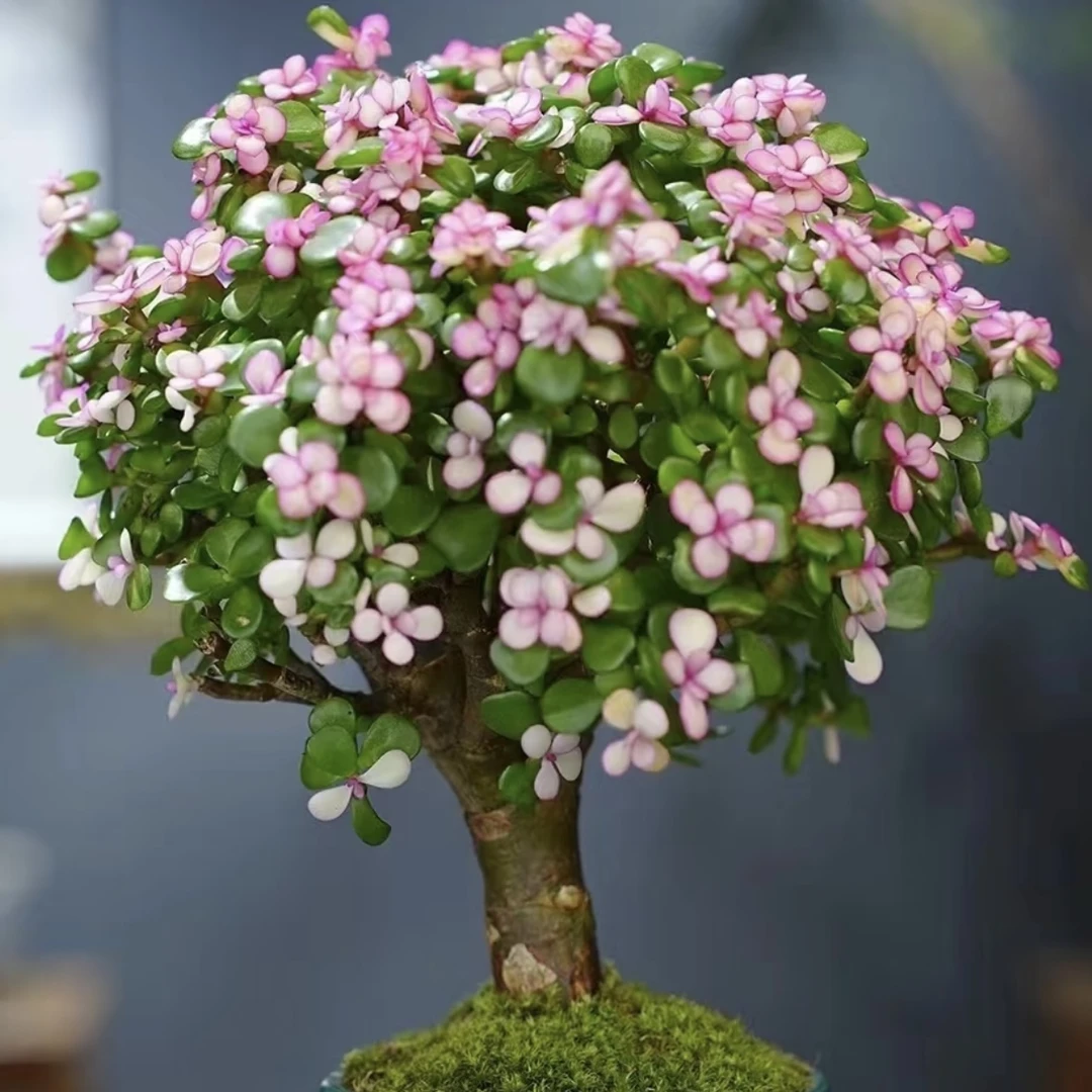 金枝玉叶棒棒糖盆栽庭院阳台爆花强花卉新手易养护