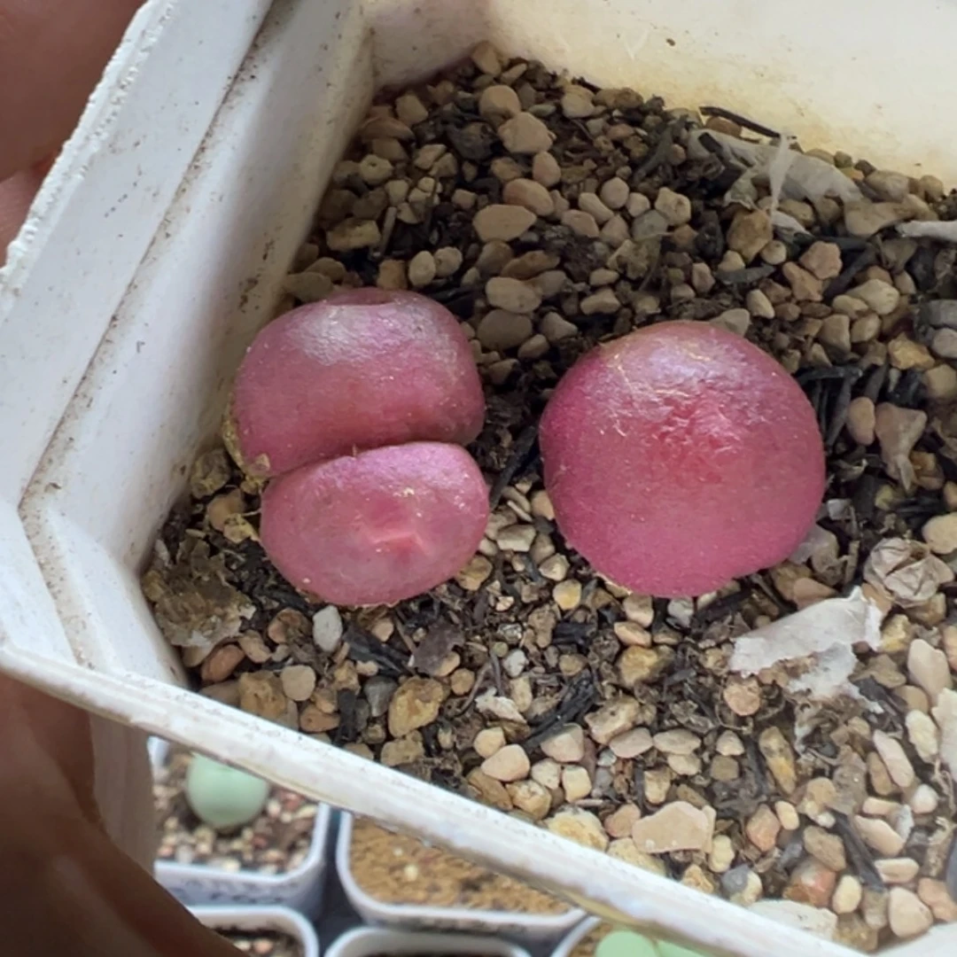 599两颗灯泡带盆土