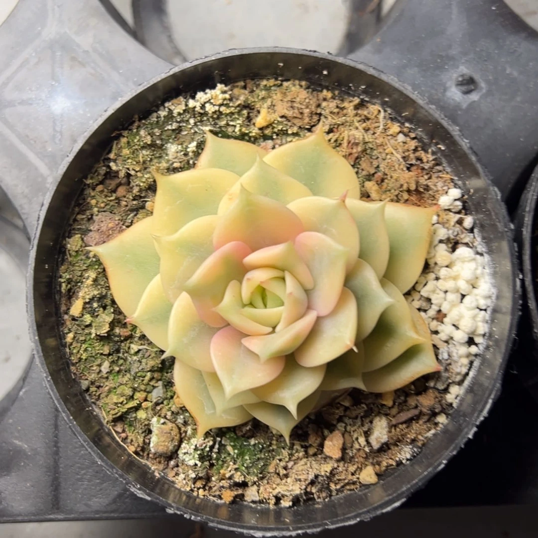 【闪购商品】贝加尔湖锦多肉158