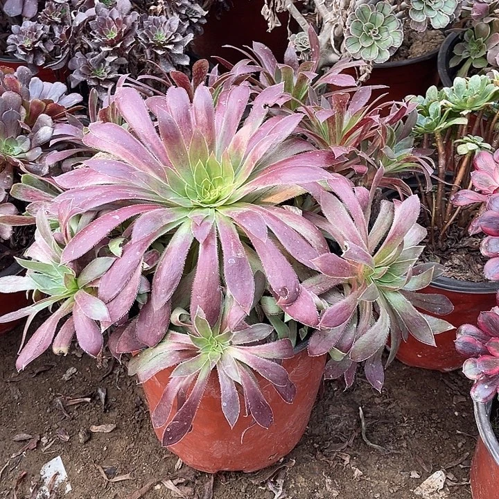 孔雀玫瑰玫瑰玫瑰