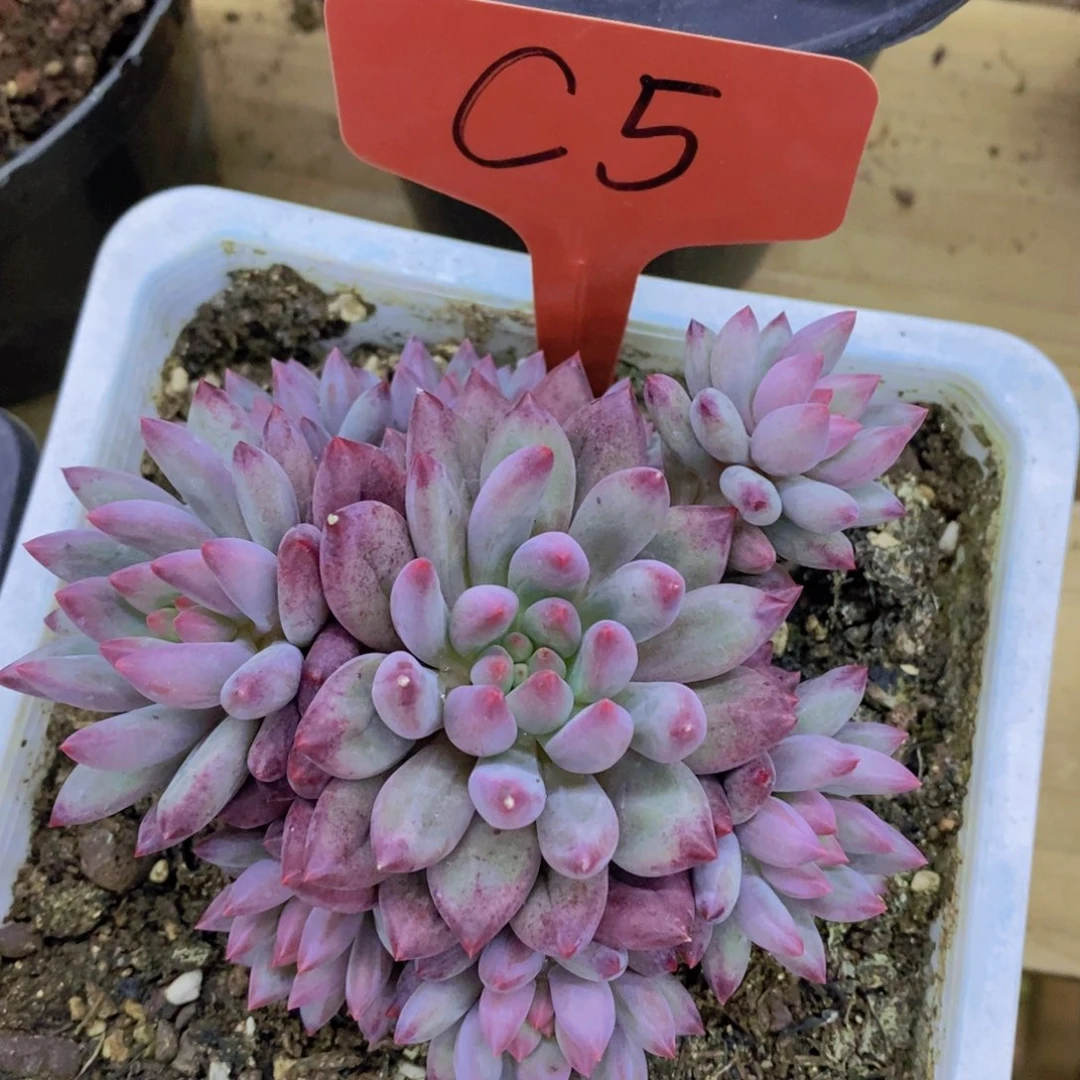 开心多肉，一单包邮