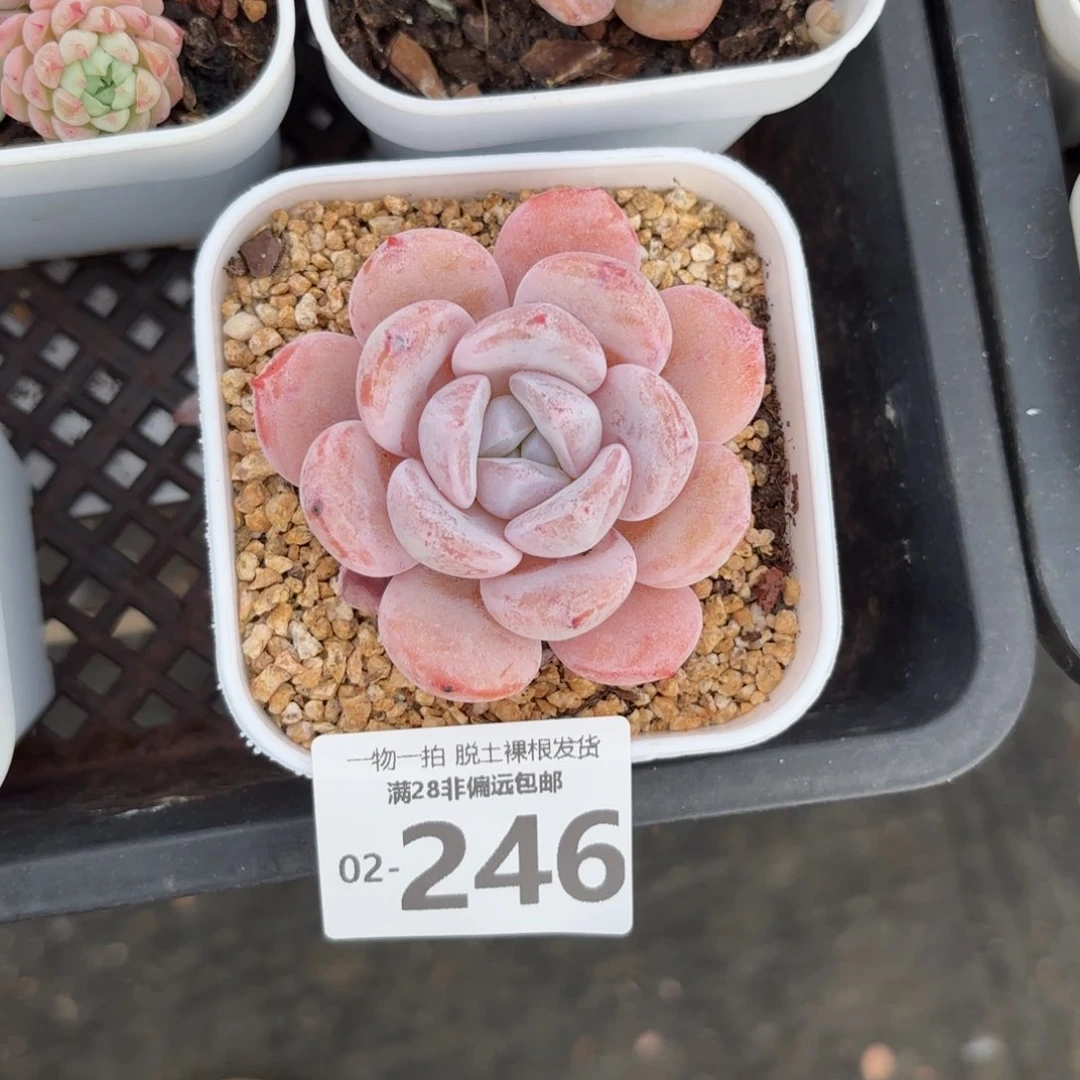 胖雪橙单头多肉多肉