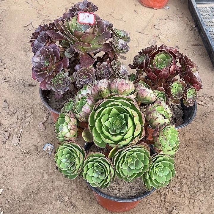 619多肉植物组合，