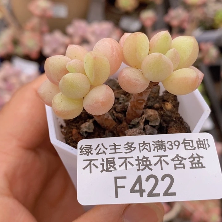 萤火虫4cm422多肉植物