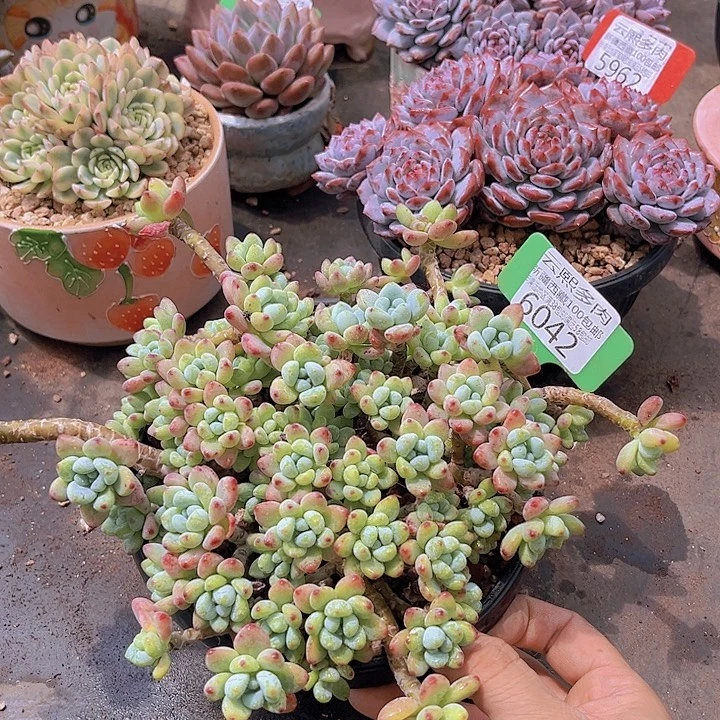 6042劳尔。