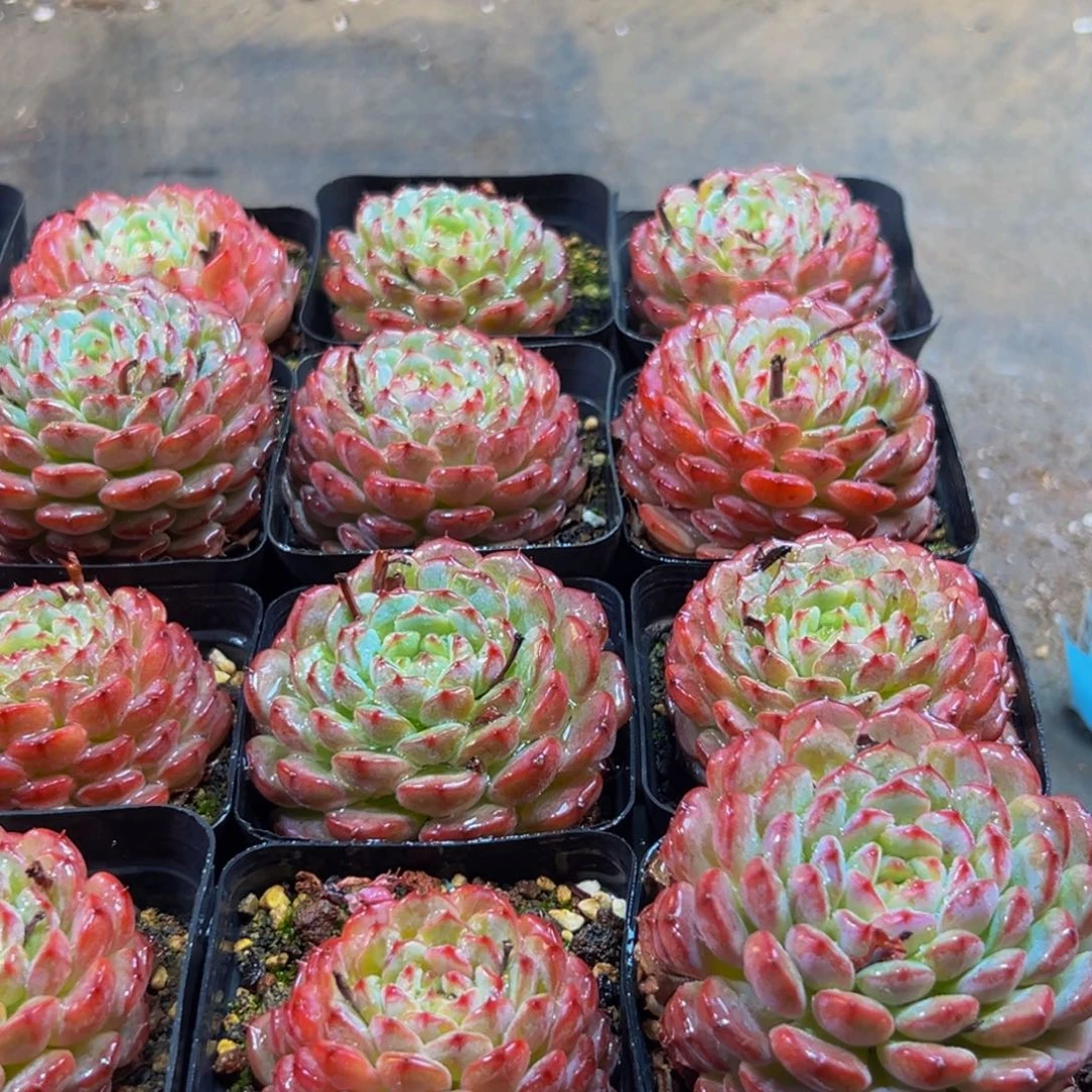 002的人了还在看电视吗我在