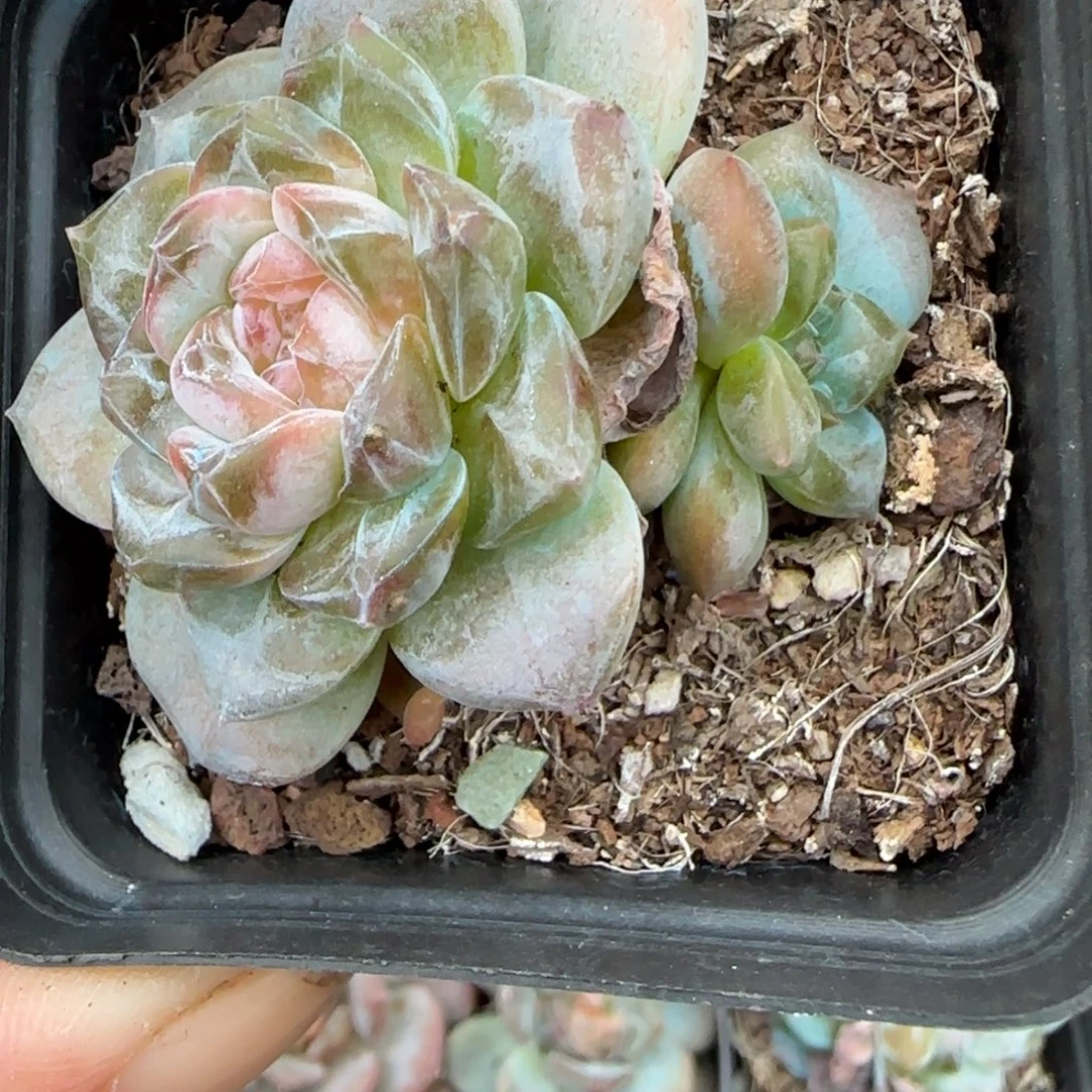 小卡拉米糖心一物一拍