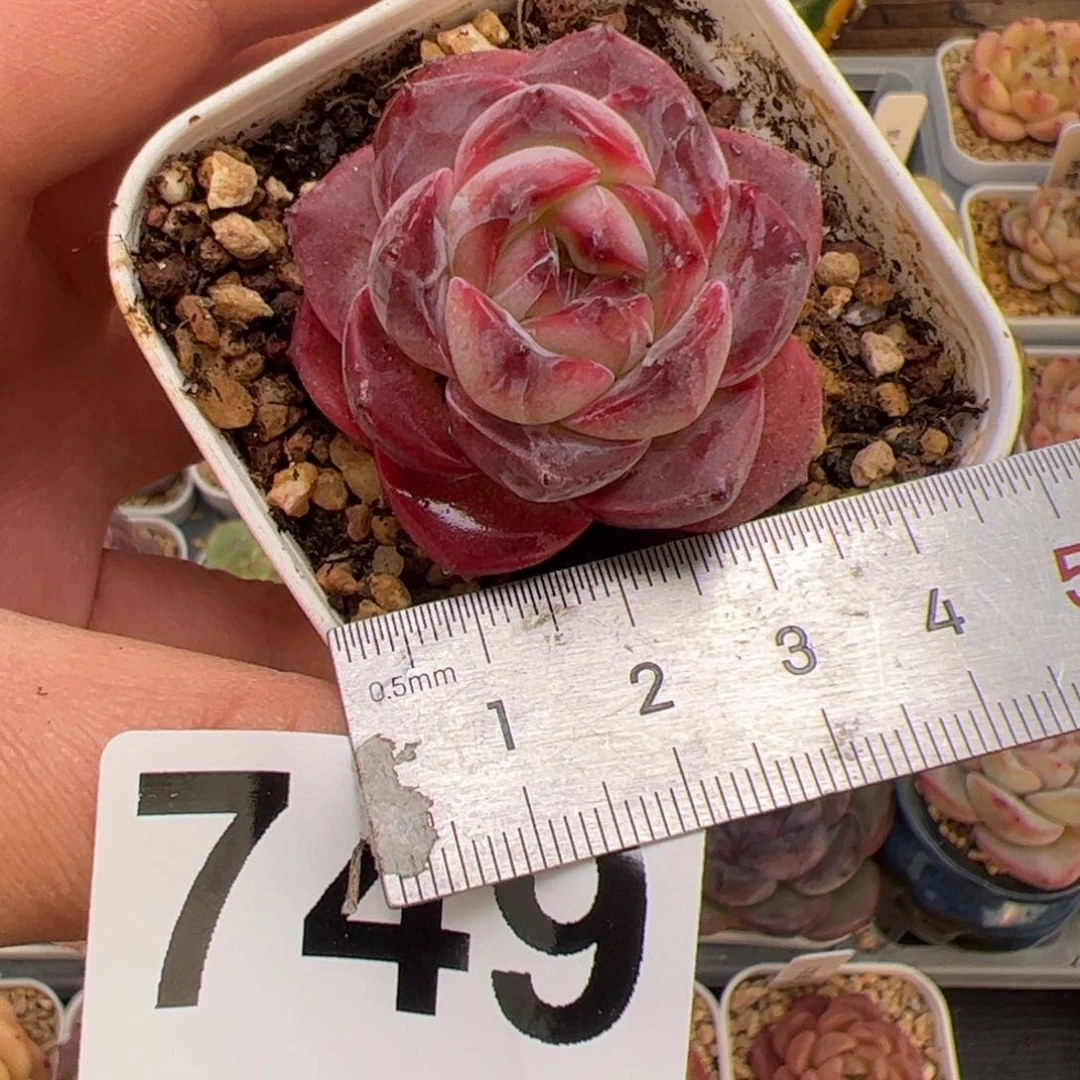 佳*玲749 多肉植物组合盆栽