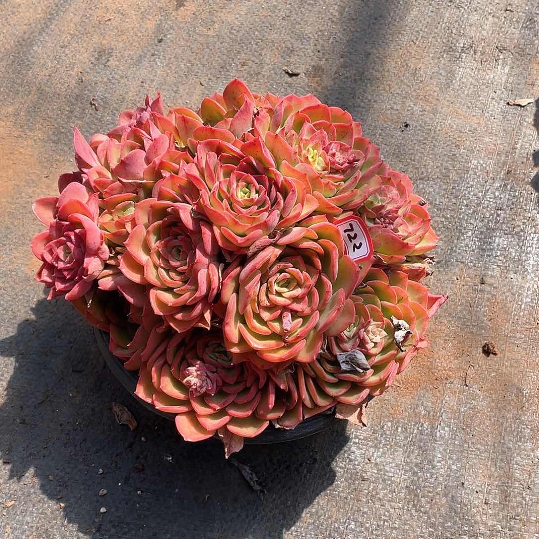 722高贵 一物一拍多肉