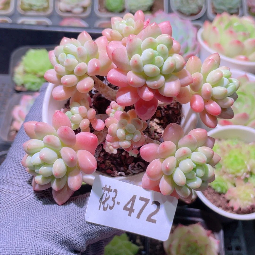 花利美3- 472洛可可