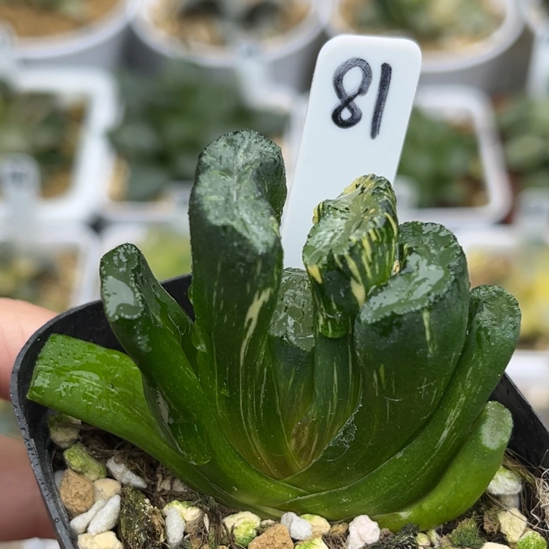 81北斋玉扇锦福利专场