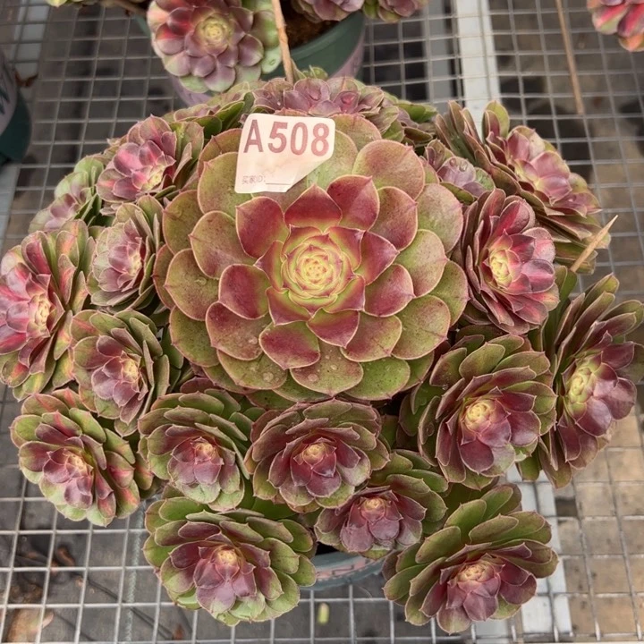 508抹茶30厘米左右多肉