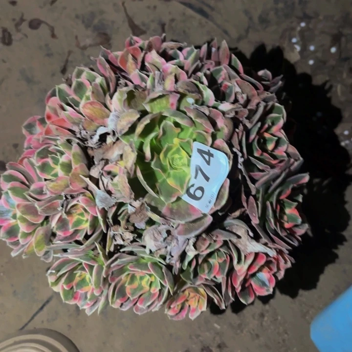 674皇后多肉植物不售后