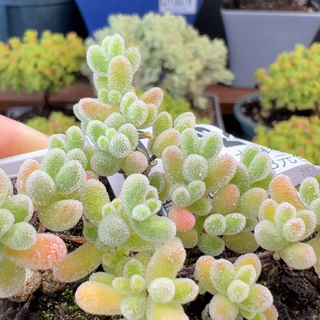 【闪购商品】dy0213实生冰晶杂