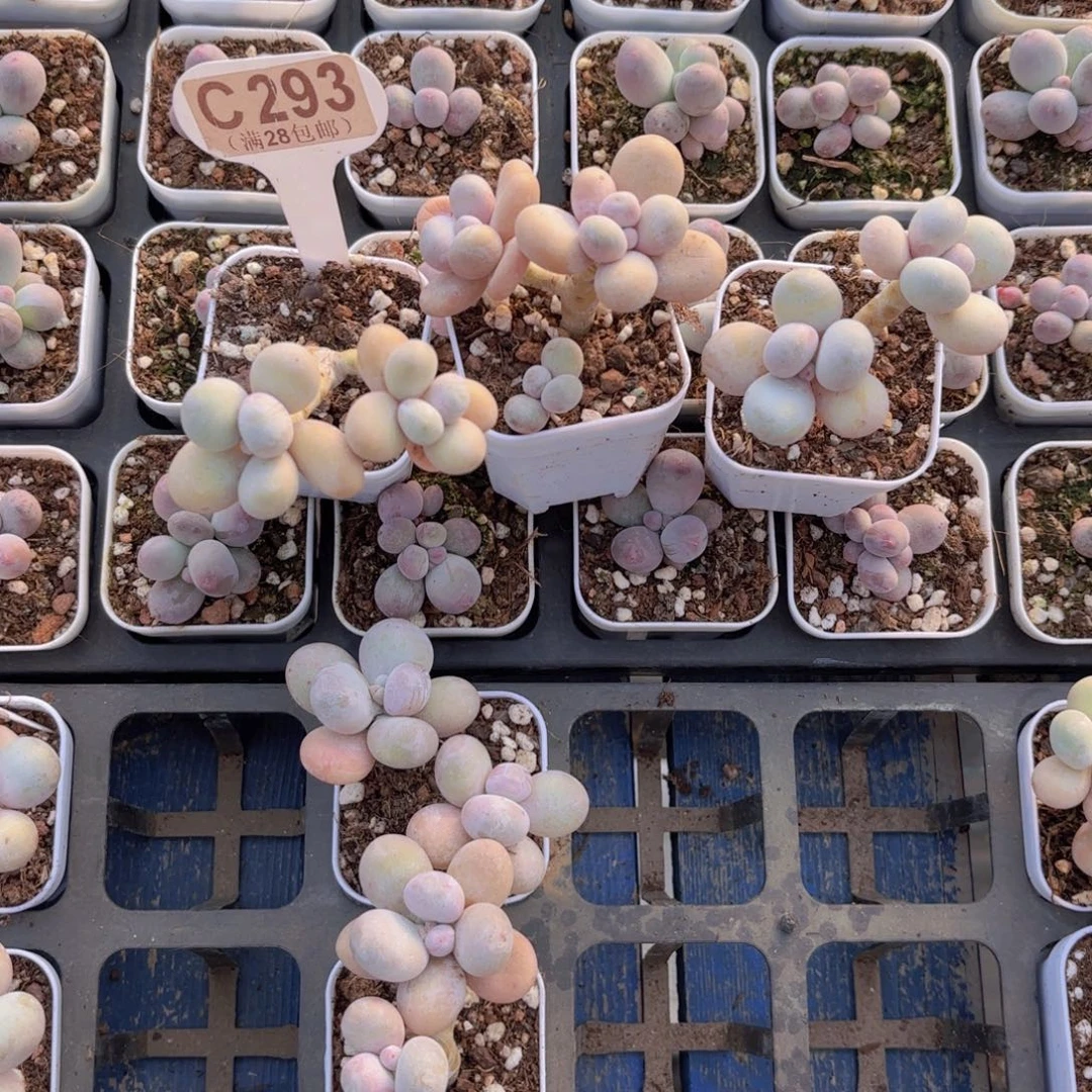 原***我C293水光针三颗一物语拍