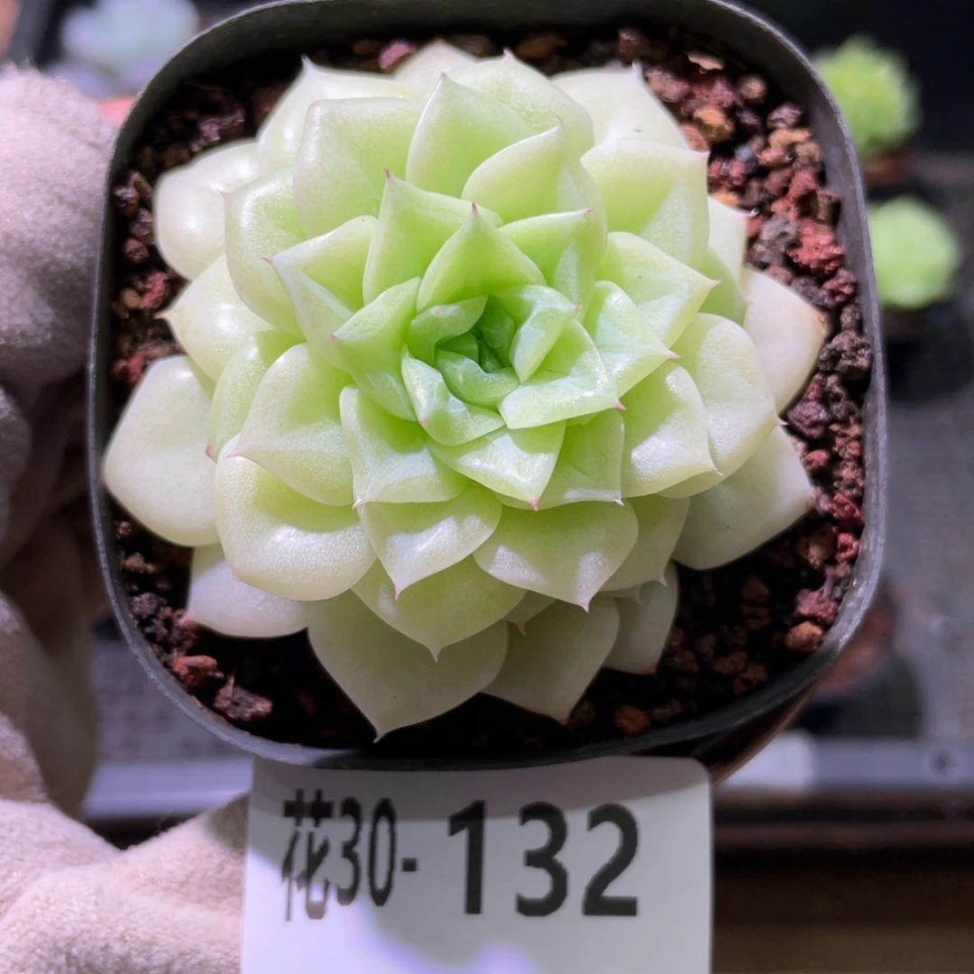 花利美30-132白天鹅