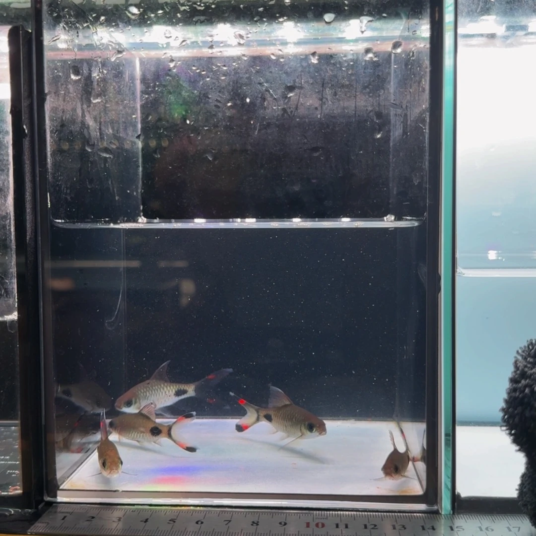 海水红旗蓝黑影道人