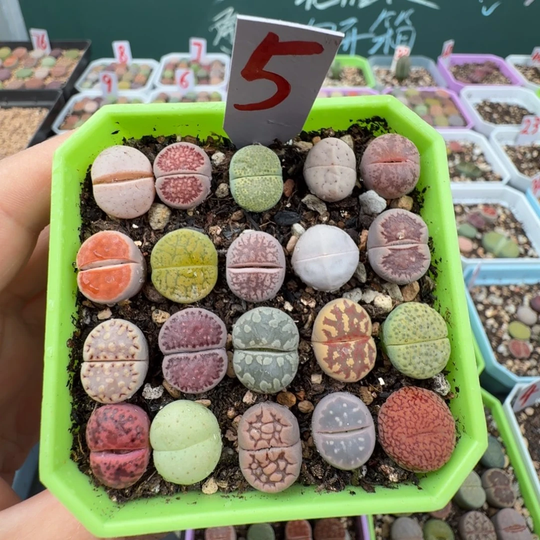 特价彩拼带盆土 5