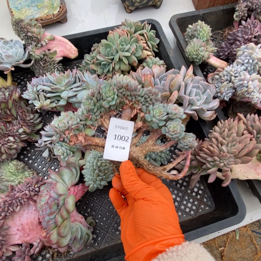 白胖子朵朵缀化多肉多肉002