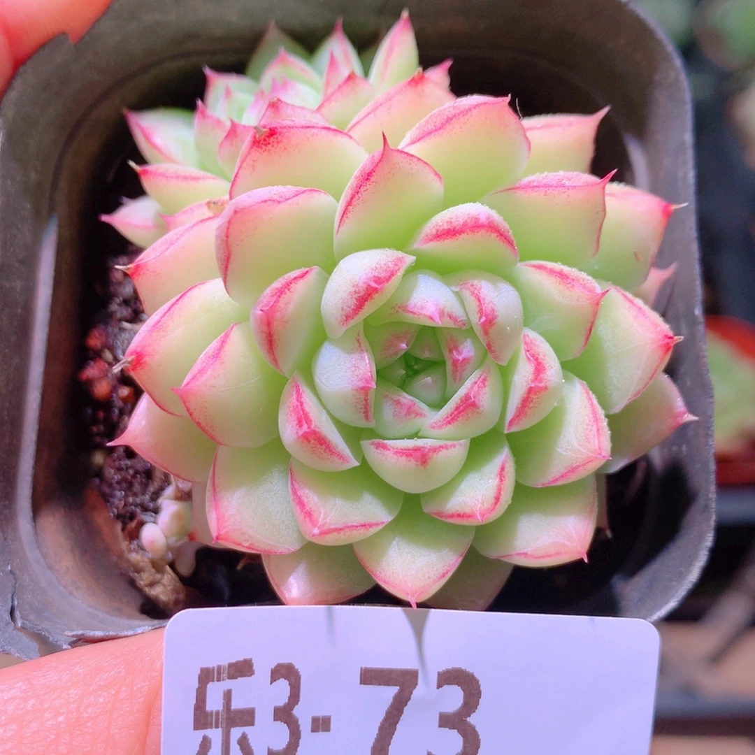 乐然 3-73 女王玫瑰