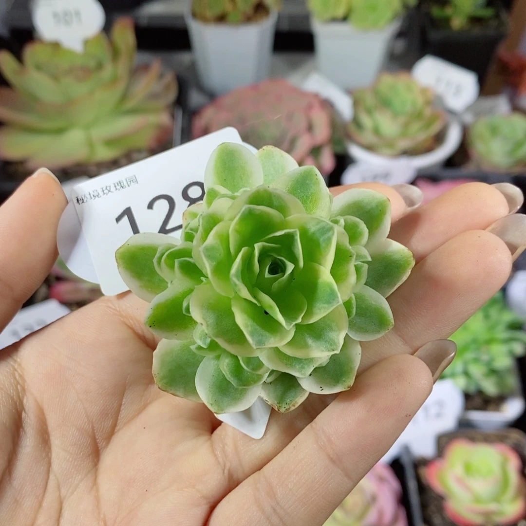 128春晓夹心崽。