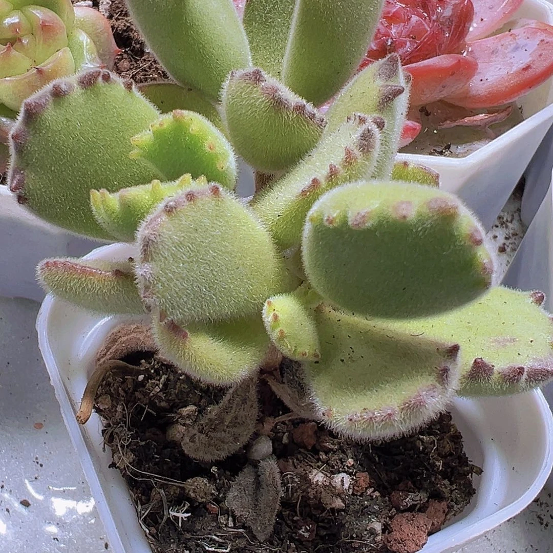 绿熊19包邮多肉植物