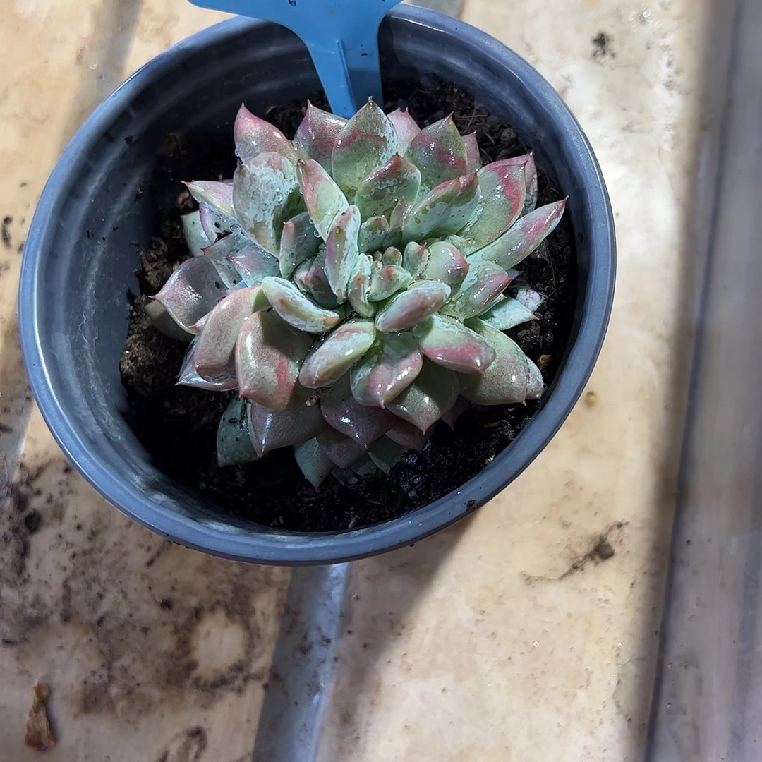 粉蓝鸟缀16号多肉