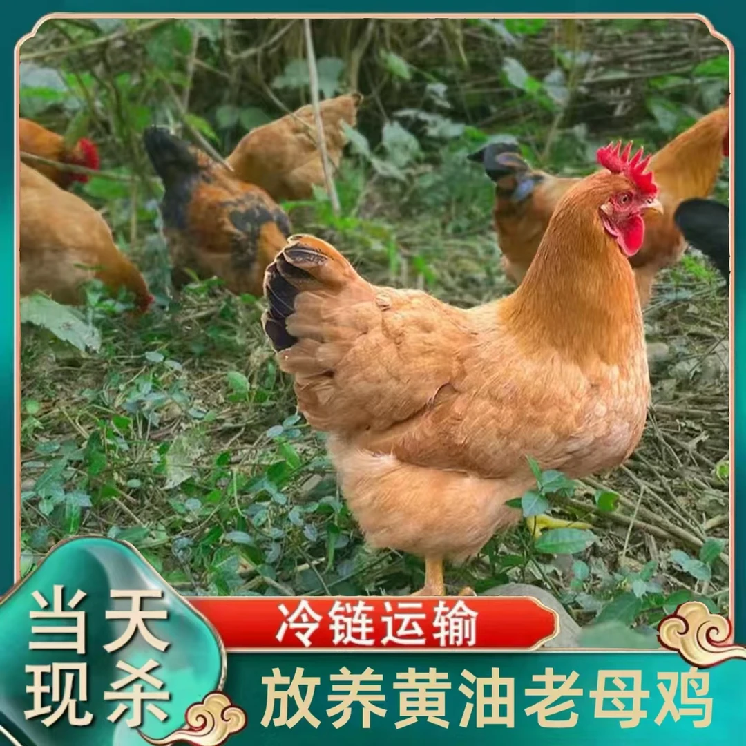 【助农专属】农家放养黄油老母鸡带内脏 到手共4只净重10-11斤