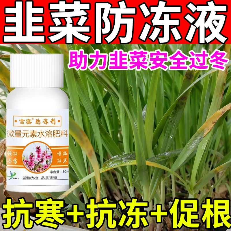 韭菜专用防冻剂地里韭菜冬季防冻防紫尖抗寒防冻剂蔬菜抗冻剂肥料