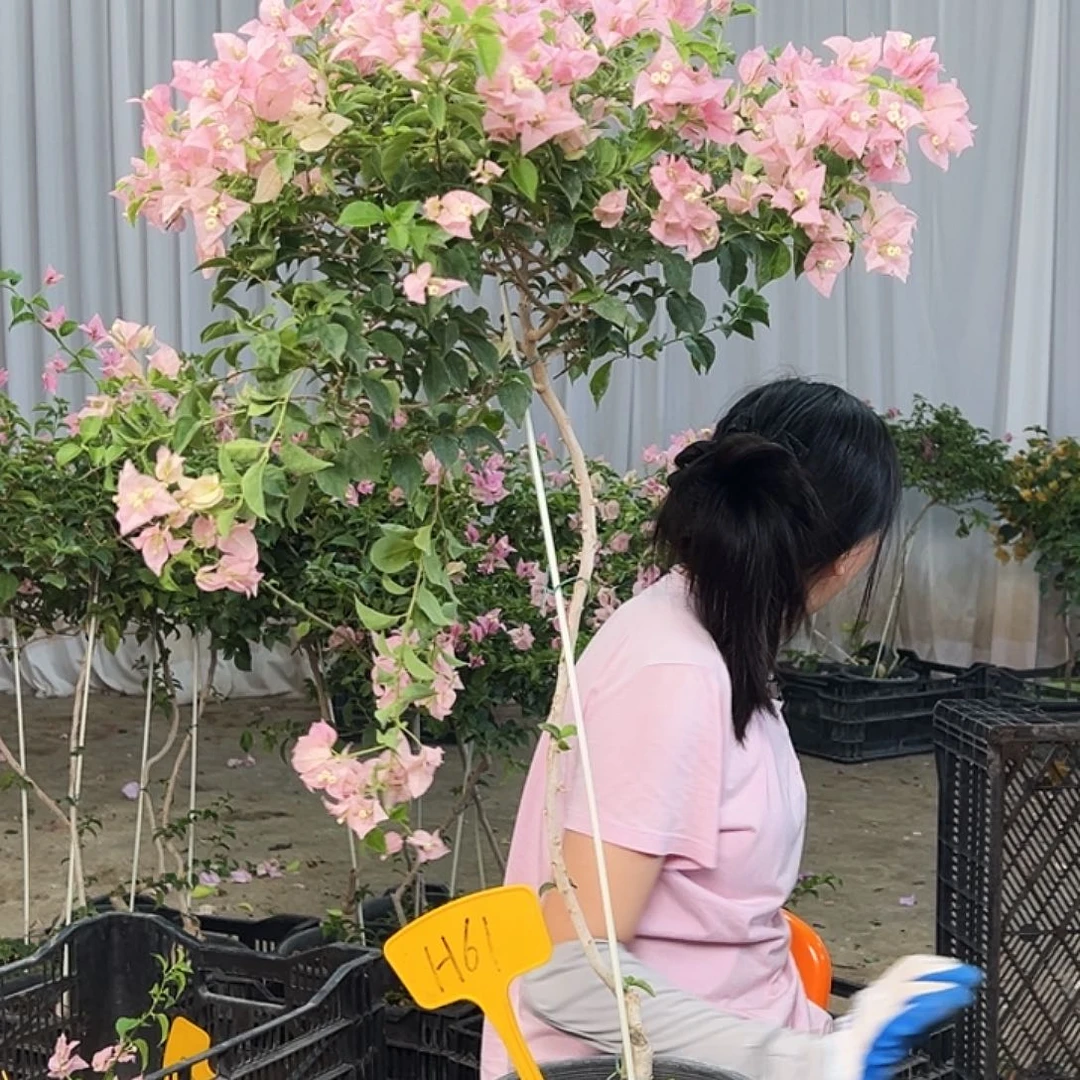 纯***子大部分花苞少量开放H61少女心