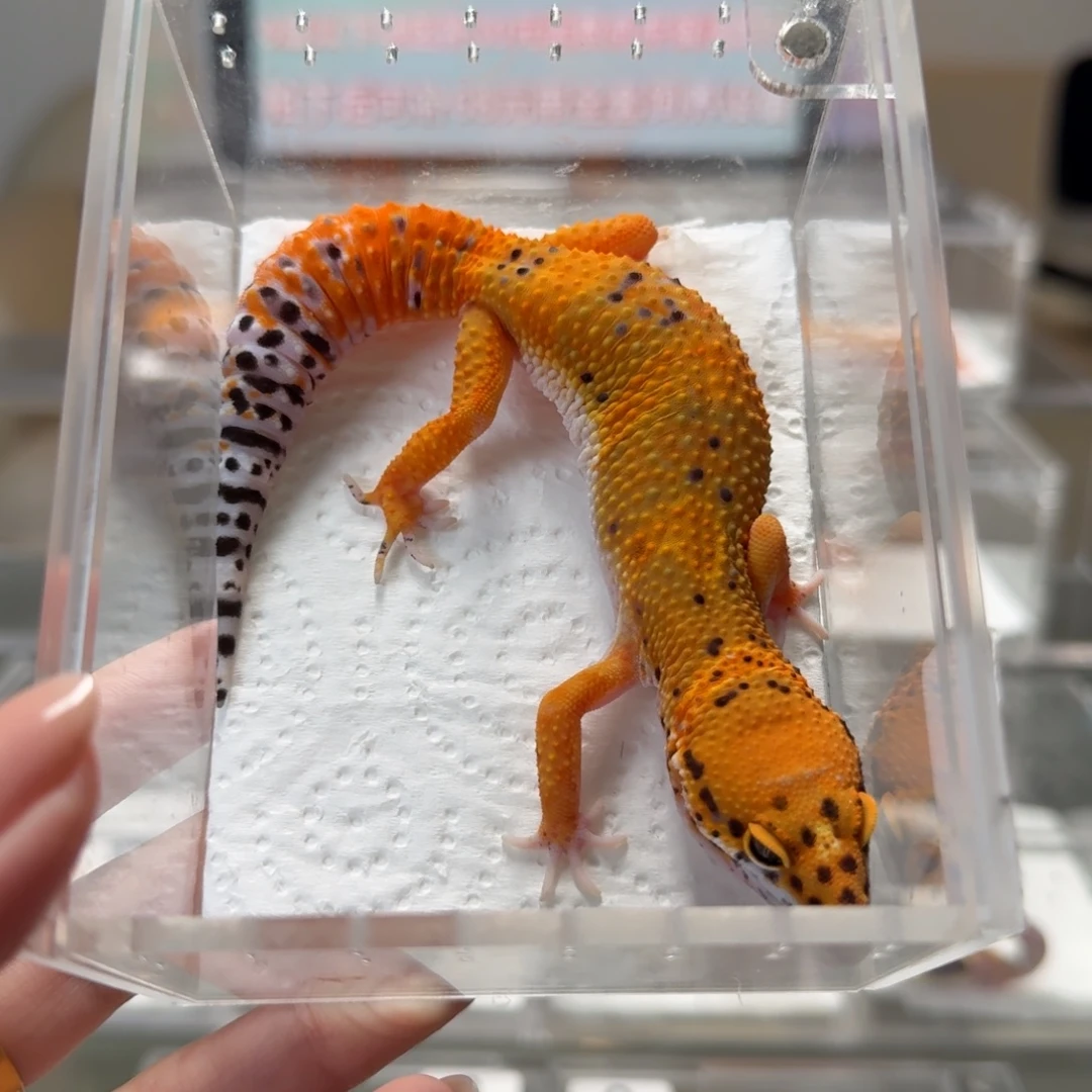 豹纹守宫血翡翠妹妹