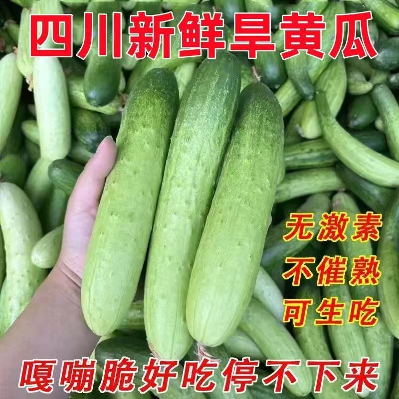 四川本地土黄瓜新鲜旱黄瓜青瓜蔬菜现摘现发