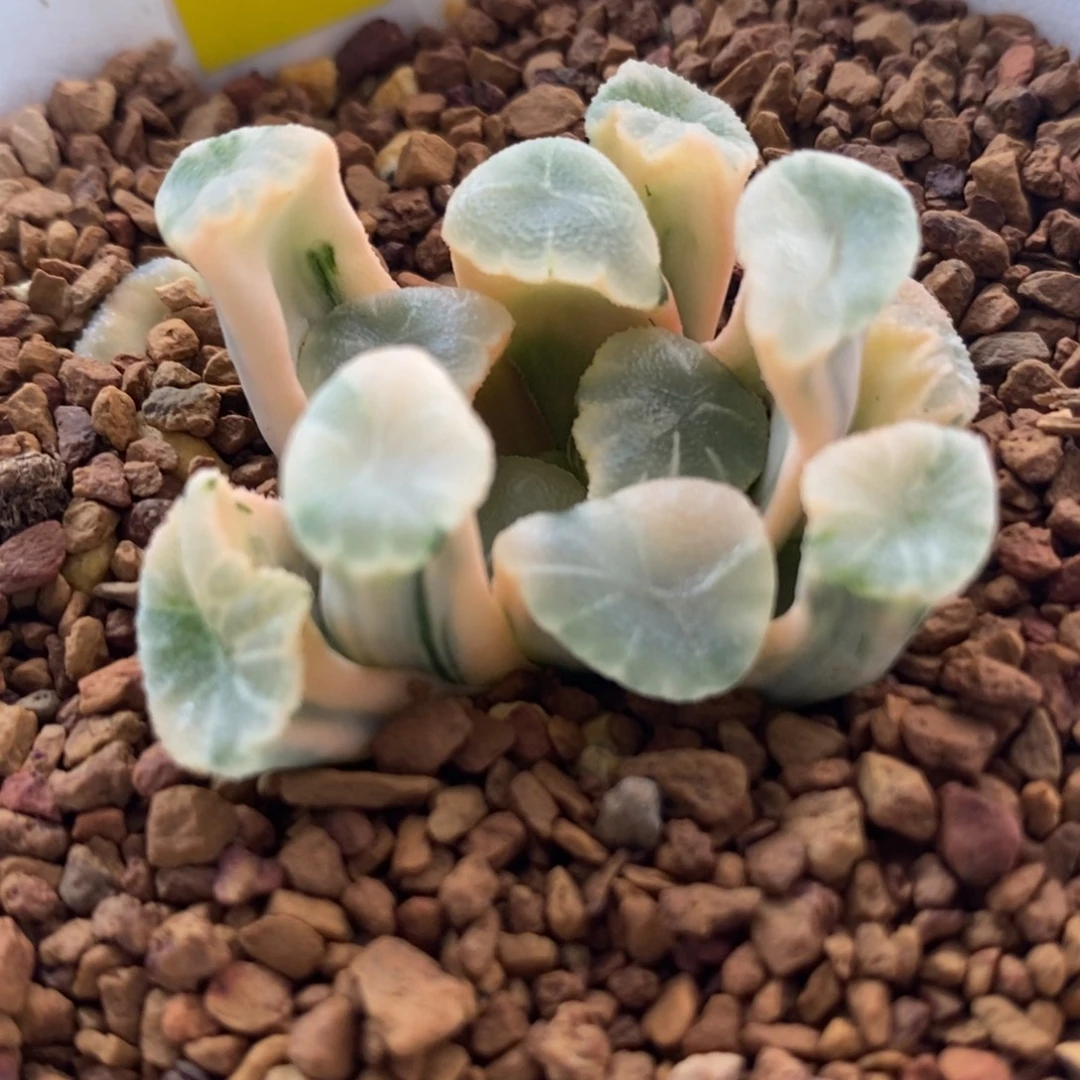 163白糊斑万象锦一物一拍