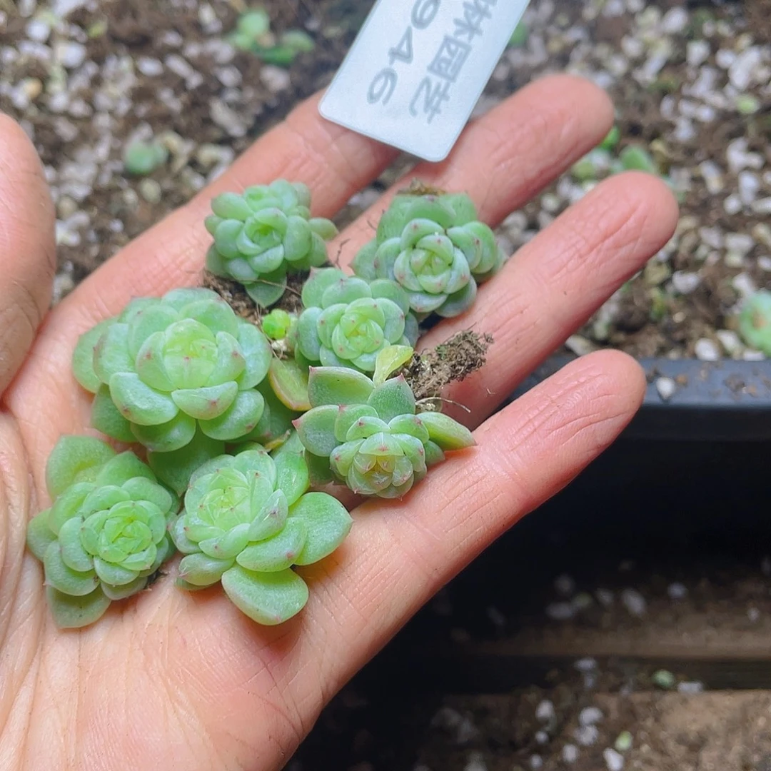 多肉植物多肉植物946