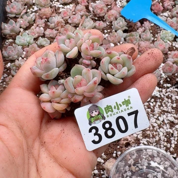 多肉植物多肉植物