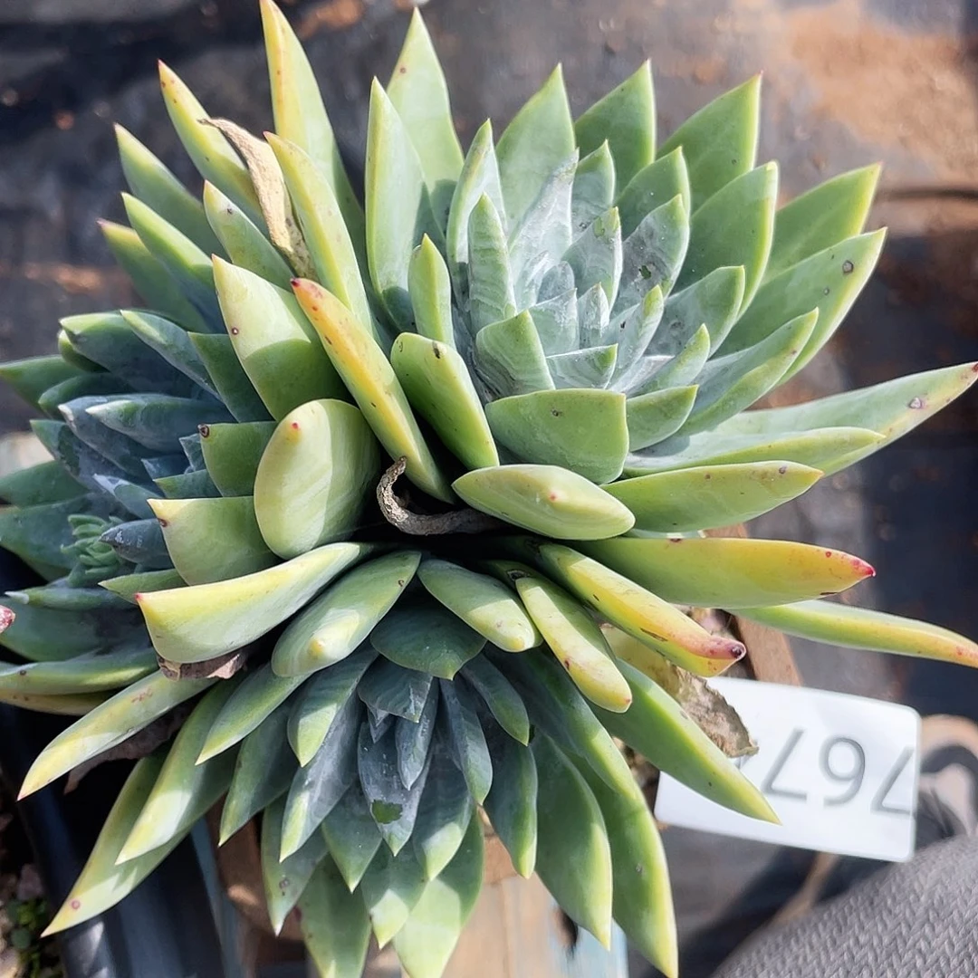 墨西哥大花朵二代老桩7674