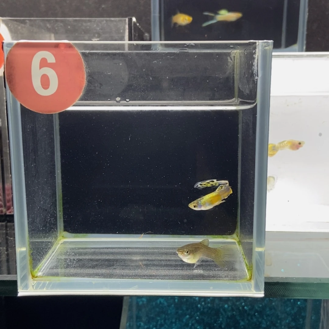 孔雀鱼野生色白金八弦