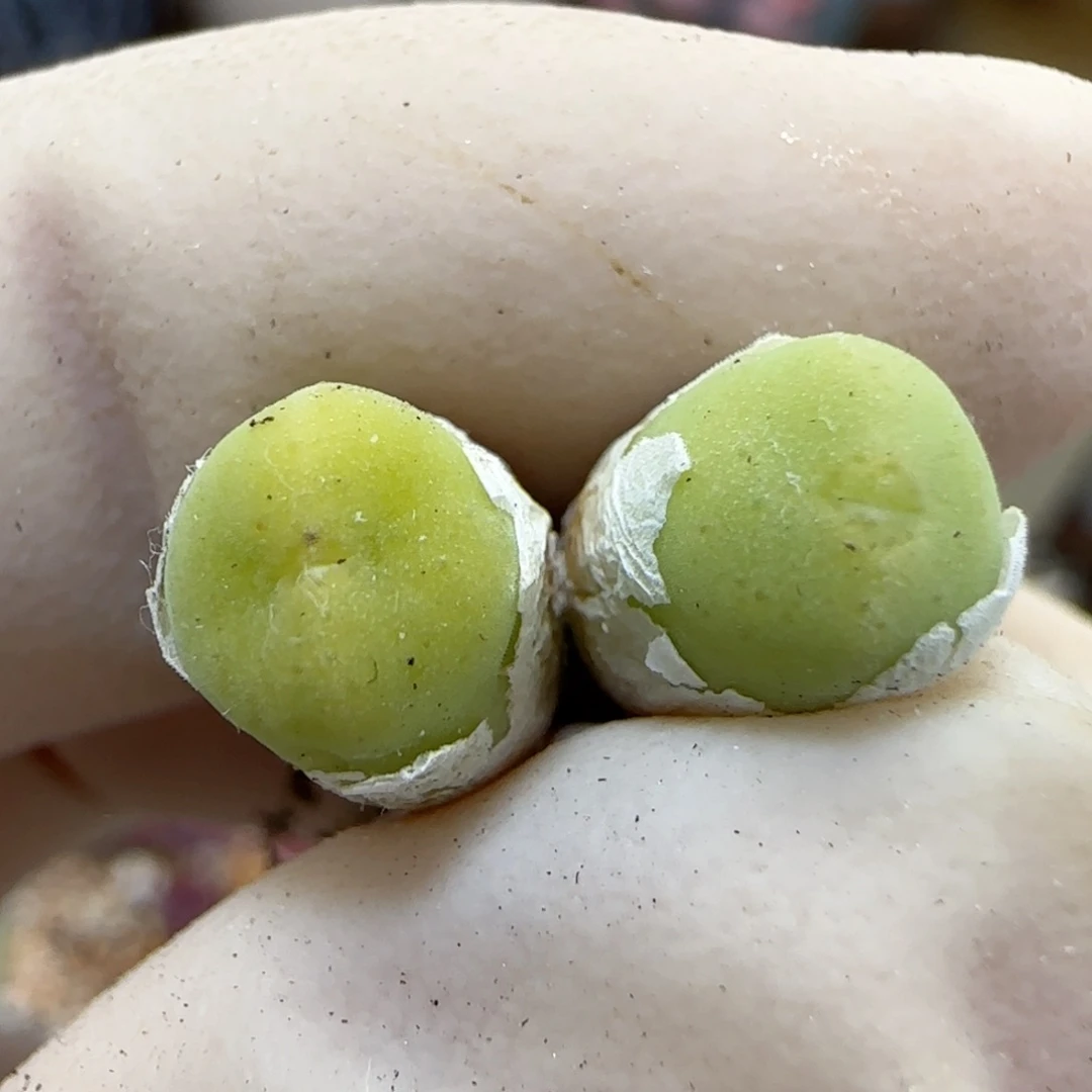 522纽扣福利福利