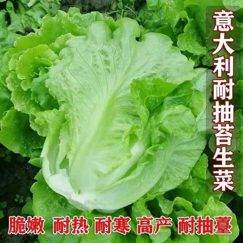 意大利生菜种子种籽大全四季冬季蔬菜孔雀菜孑籽种菜籽奶油苗带土